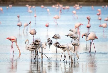 Larnaka  Salt Lake