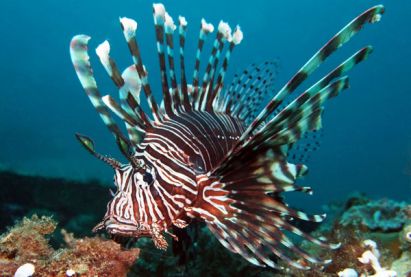 November dive in Cyprus