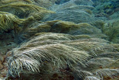 How to Deal With Strong Currents