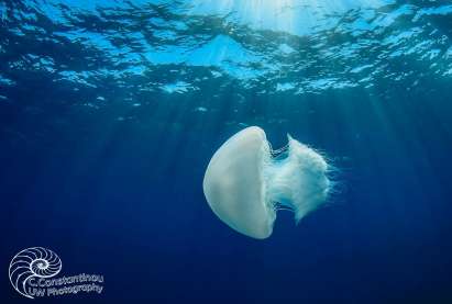 Jellyfish in Cyprus