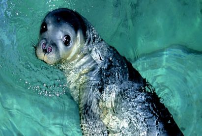 Seal in Cyprus?