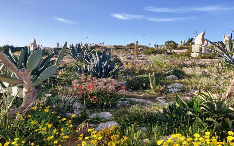 Парк средиземноморских растений, кактусов и суккулентов в Айя Напе