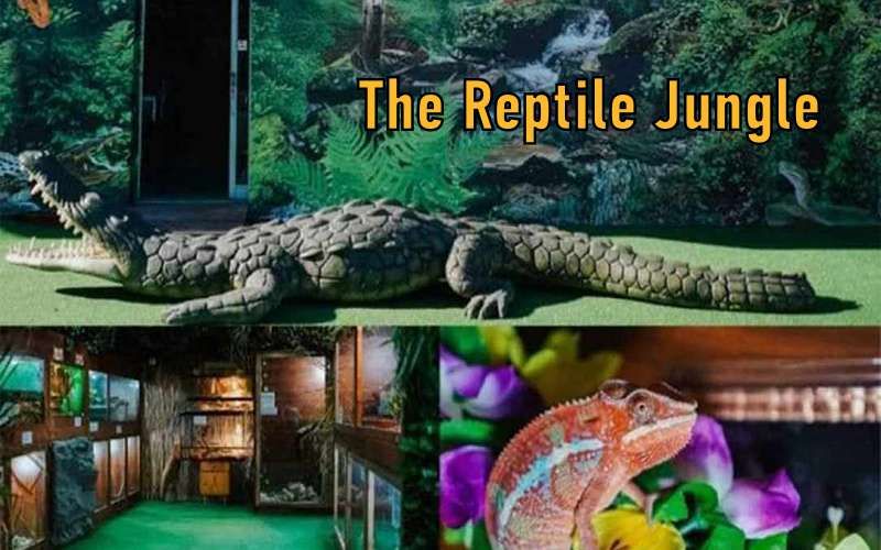 The Reptile Jungle