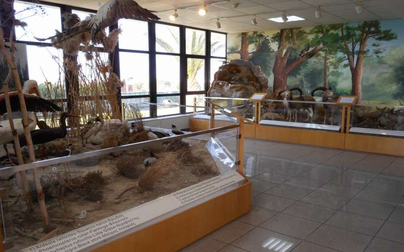 Кипрский музей естественной истории