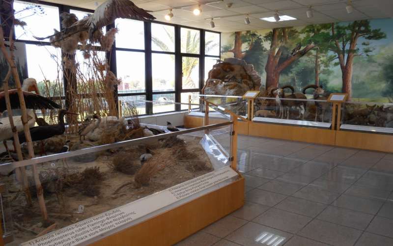 Cyprus Museum of Natural History